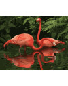 Szkarłatne flamingi