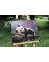 Panda na odpoczynku
