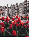 Malowanie po numerach Tulipany z Amsterdamu