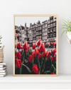 Tulipany z Amsterdamu